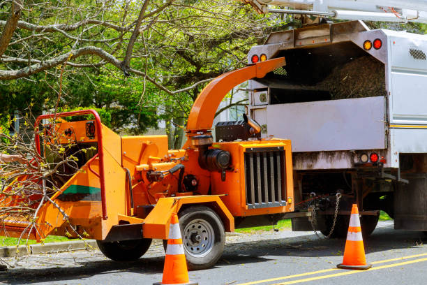 Why Choose Our Tree Removal Services in North Las Vegas, NV?