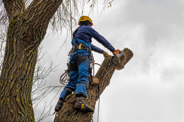 Best Firewood Processing and Delivery  in North Las Vegas, NV